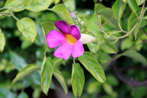 �f�B�X�e�B�N�e�B�X�E���N�V�t�����A�炭�₱�̉Ԋ�