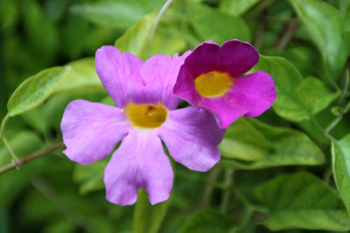 �f�B�X�e�B�N�e�B�X�E���N�V�t�����A�炭�₱�̉Ԋ�