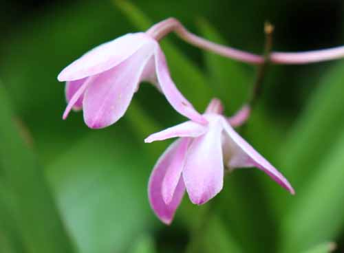 �f���h���r�E���A�炭�₱�̉Ԋ�