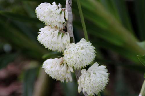 �f���h���r�E���E�p�[�v���E���A�炭�₱�̉Ԋ�