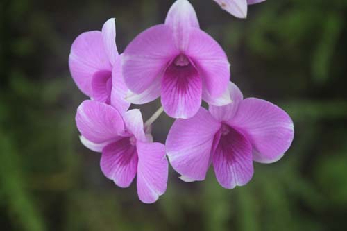 �f���h���r�E���A�炭�₱�̉Ԋ�