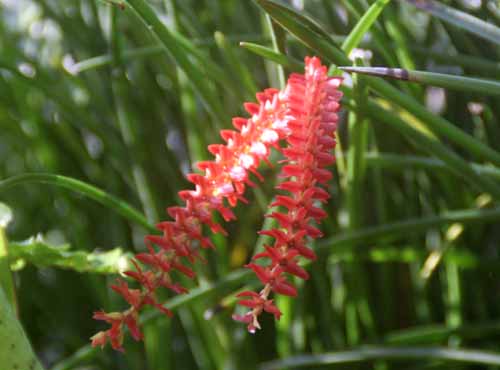 �f���h���L�����E�A���N�j�e�X�A�炭�₱�̉Ԋ�