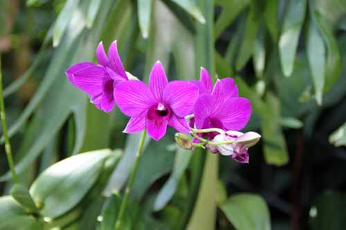 �f���t�@���A�炭�₱�̉Ԋ�