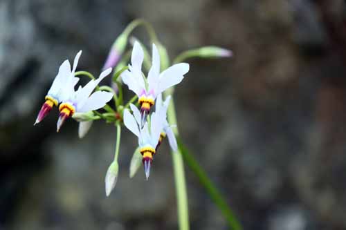 �h�f�J�e�I���E�~�[�f�B�A�A�炭�₱�̉Ԋ�