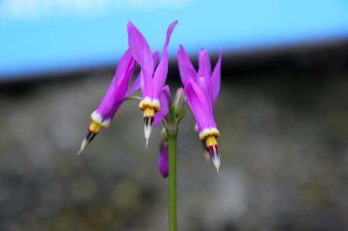 �h�f�J�e�I���E�~�[�f�B�A�A�炭�₱�̉Ԋ�