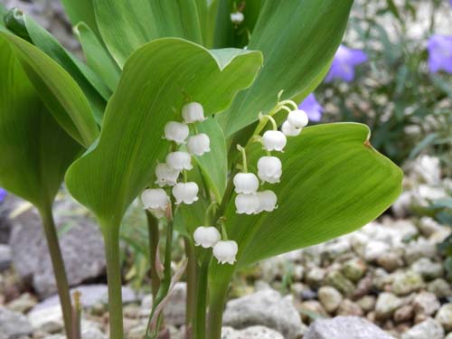 �h�C�c�X�Y�����A�炭�₱�̉Ԋ�