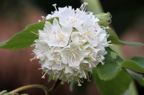 �h���x���E�e�B���A�P�A�A�炭�₱�̉Ԋ�