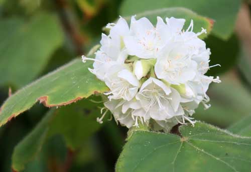 �h���x���E�e�B���A�P�A�A�炭�₱�̉Ԋ�