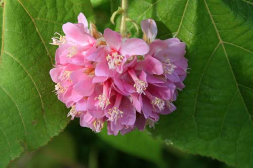 �h���x���E�E�H���L�[�A�炭�₱�̉Ԋ�