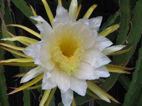 �h���S���t���[�c�A�炭�₱�̉Ԋ�