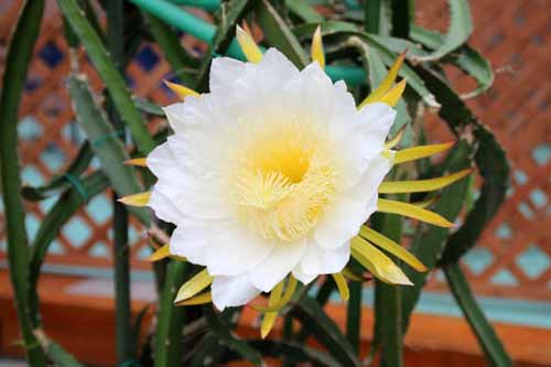 �h���S���t���[�c�A�炭�₱�̉Ԋ�