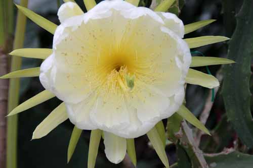 �h���S���t���[�c�A�炭�₱�̉Ԋ�