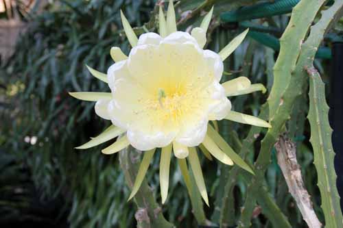 �h���S���t���[�c�A�炭�₱�̉Ԋ�