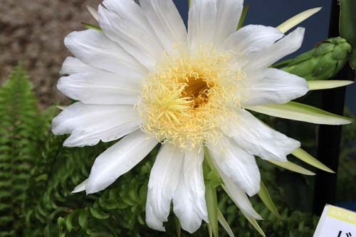 �h���S���t���[�c�A�炭�₱�̉Ԋ�