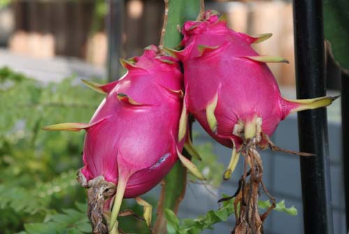 �h���S���t���[�c�A�炭�₱�̉Ԋ�