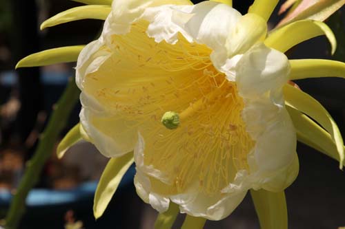 �h���S���t���[�c�A�炭�₱�̉Ԋ�