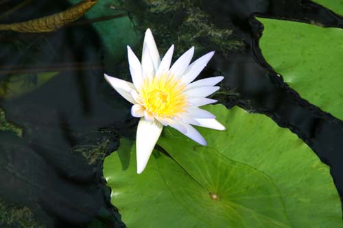 �h�E�x���A�炭�₱�̉Ԋ�