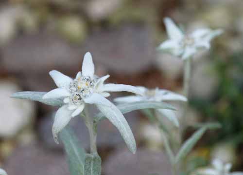 �G�[�f�����C�X�A�炭�₱�̉Ԋ�