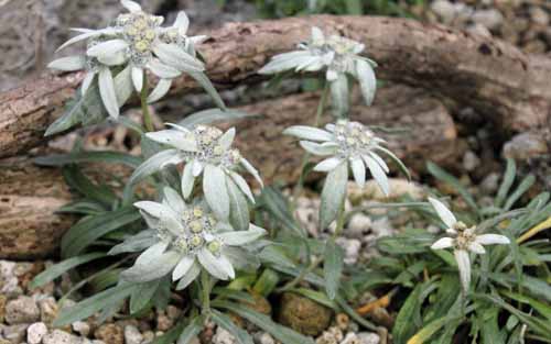 �G�[�f�����C�X�A�炭�₱�̉Ԋ�