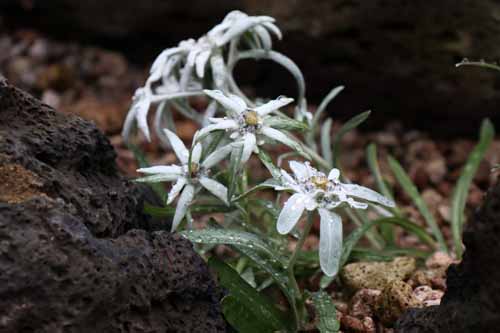 �G�[�f�����C�X�A�炭�₱�̉Ԋ�