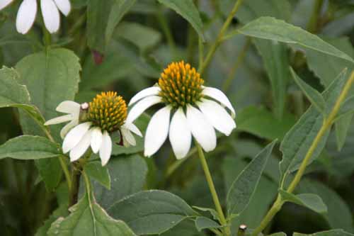 �G�L�i�Z�A�A�炭�₱�̉Ԋ�