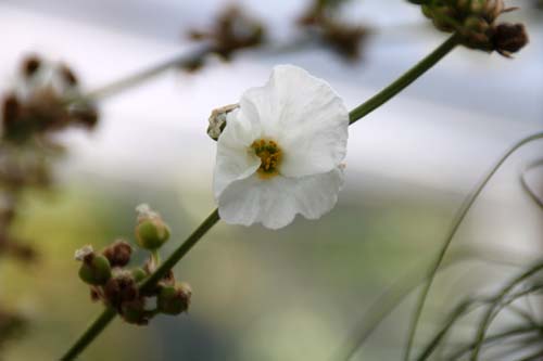 �G�L�m�h���X�E�}�N���t�H���X�A�炭�₱�̉ԊقŎB�e