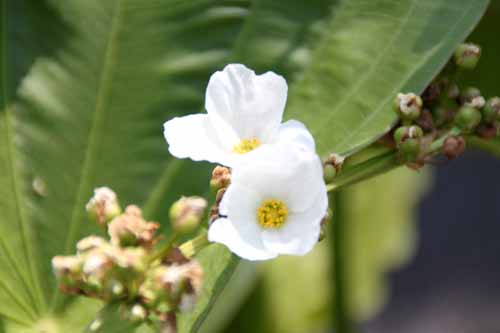 �G�L�m�h���X�E�}�N���t�H���X�A�炭�₱�̉ԊقŎB�e