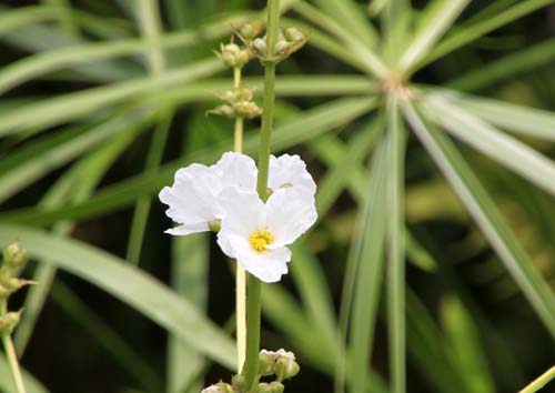 �G�L�m�h���X�E�}�N���t�H���X�A�炭�₱�̉ԊقŎB�e