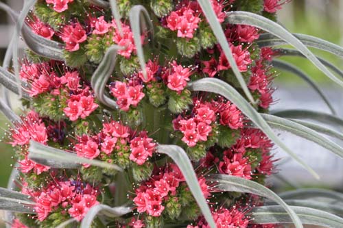 �G�L�E���E�E�B���h�v���b�e�C�[�A�炭�₱�̉Ԋ�