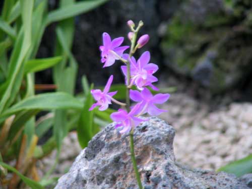 �G�N�G�X�g���X�A�炭�₱�̉Ԋ�