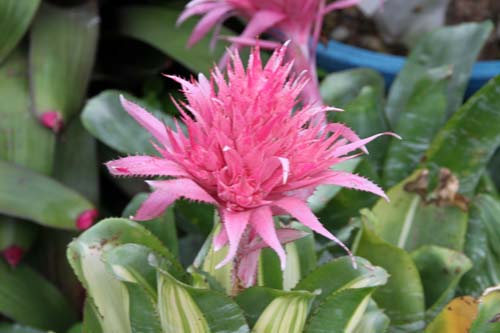 �G�N���A�A�炭�₱�̉Ԋ�