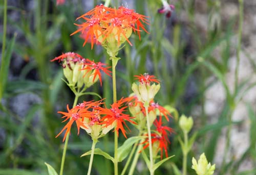 �G���r�Z���m�E�A�炭�₱�̉Ԋ�