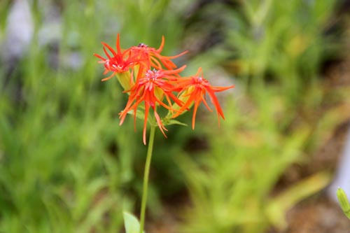 �G���r�Z���m�E�A�炭�₱�̉Ԋ�