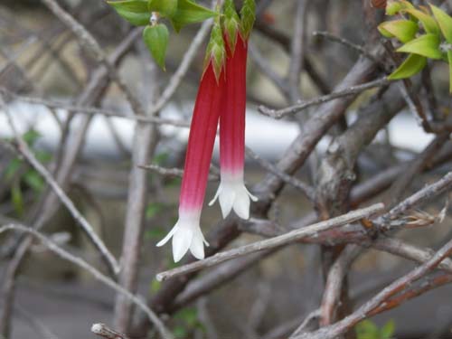 �G�p�N���X�E�����M�t�H���A�A�炭�₱�̉Ԋ�