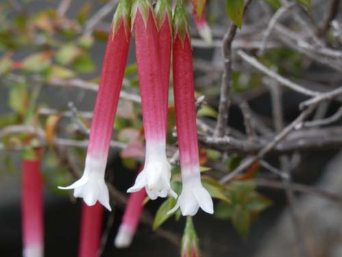 �G�p�N���X�E�����M�t�H���A�A�炭�₱�̉Ԋ�