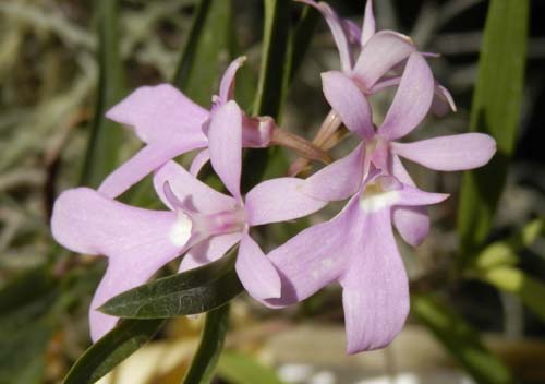 �G�s�f���h�����E�P���g���f�j�A�A�炭�₱�̉Ԋ�