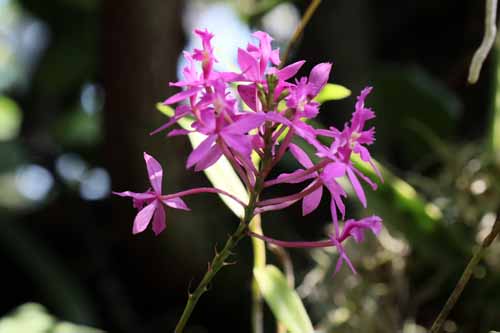 �G�s�f���h�����A�炭�₱�̉Ԋ�