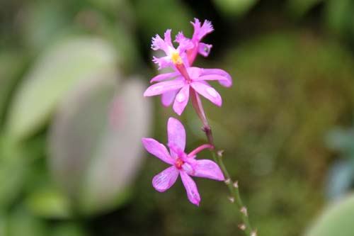 �G�s�f���h�����A�炭�₱�̉Ԋ�