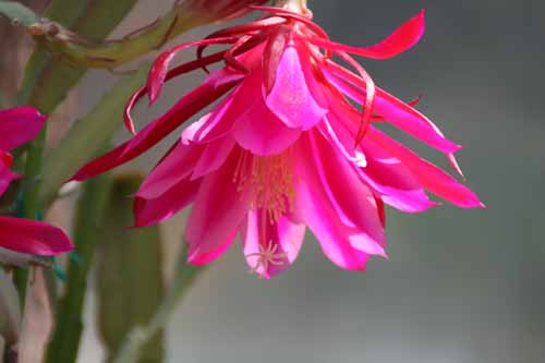 �G�s�t�B�����A�炭�₱�̉Ԋ�