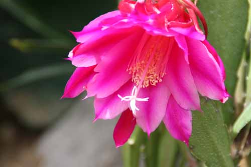 �G�s�t�B�����A�炭�₱�̉Ԋ�