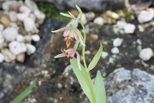 �G�s�p�N�e�B�X�E�M�K�e�A�A�炭�₱�̉Ԋ�