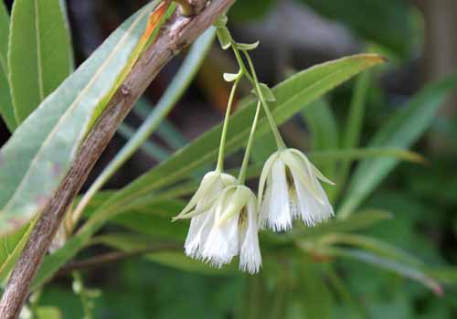 �G���G�I�J���v�X�E���e�B�N���c�X�A�炭�₱�̉Ԋ�