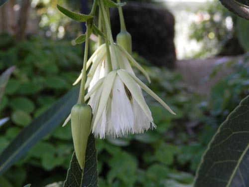 �G���G�I�J���v�X�E���e�B�N���c�X�A�炭�₱�̉Ԋ�