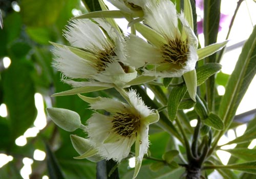 �G���G�I�J���v�X�E���e�B�N���c�X�A�炭�₱�̉Ԋ�