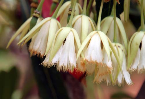 �G���G�I�J���v�X�E���e�B�N���c�X�A�炭�₱�̉Ԋ�