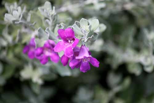 �G�����t�B�A�E�j�x�A�A�炭�₱�̉Ԋ�