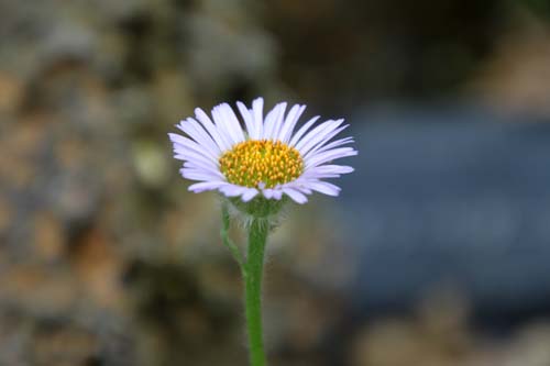 �G���Q�����E�t���b�e�C�[�A�炭�₱�̉Ԋ�