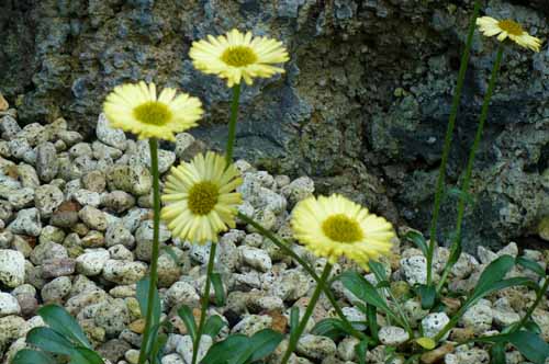 �G���Q�����E�A�E���E�X�A�炭�₱�̉Ԋ�