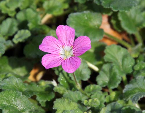 �G���f�B�E�� �炭�₱�̉Ԋ�