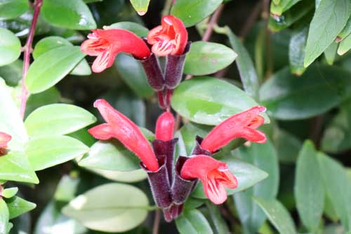 �G�X�L�i���T�X�E�J�i�f���V�X�A�炭�₱�̉Ԋ�